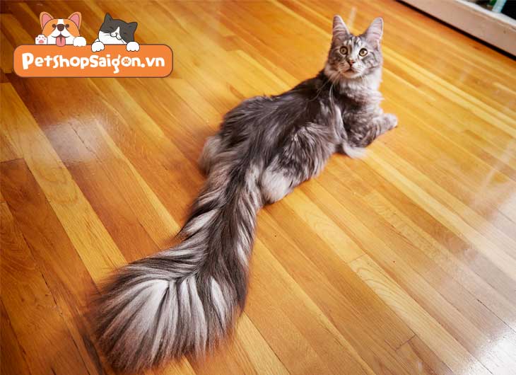 Đuôi mèo dài bao nhiêu cm