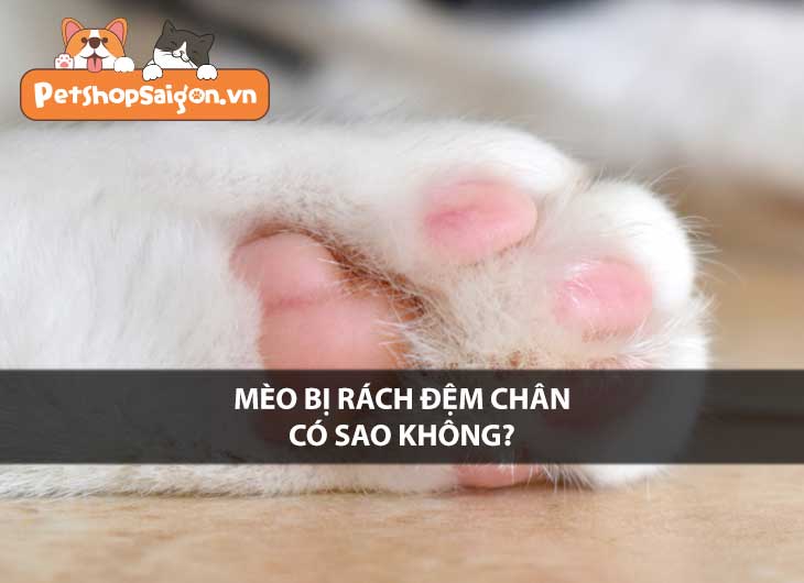 Mèo bị rách đệm chân có sao không?