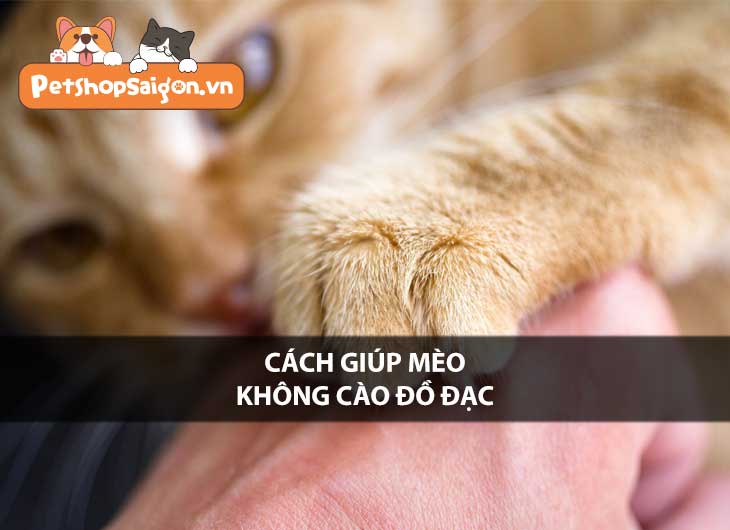 Cách Giúp Mèo Không Cào Đồ Đạc Hiệu Quả Nhất