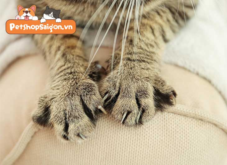 Cách Giúp Mèo Không Cào Đồ Đạc