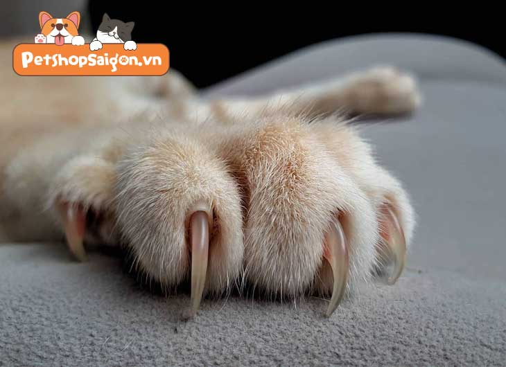 Cách Giúp Mèo Không Cào Đồ Đạc