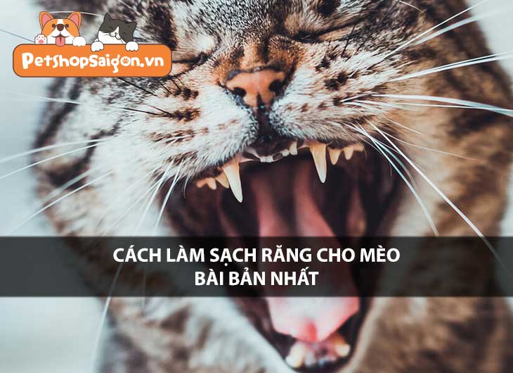 Cách làm sạch răng cho mèo bài bản nhất