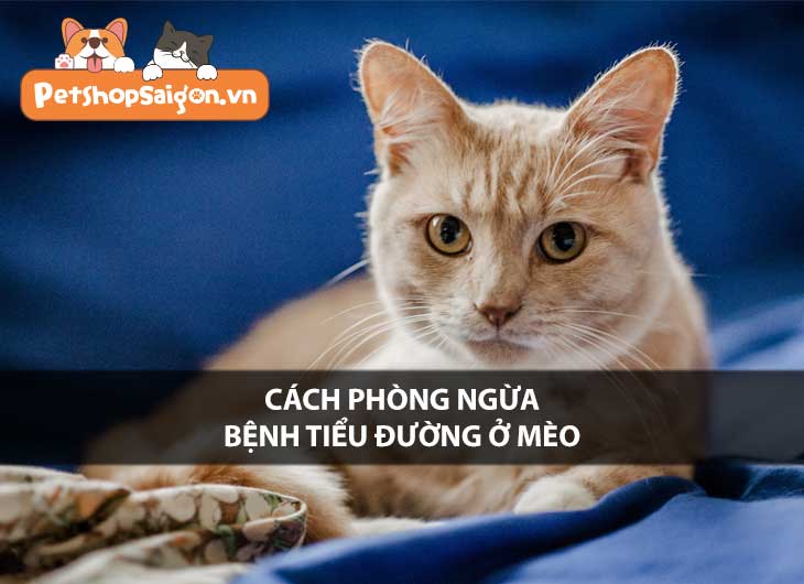 Cách phòng ngừa bệnh tiểu đường ở mèo hiệu quả nhất