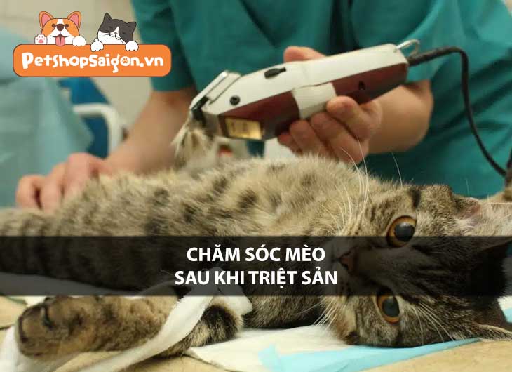 Chăm sóc mèo sau khi triệt sản: Hướng dẫn chi tiết