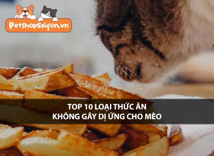 Top 10 Loại Thức Ăn Không Gây Dị Ứng Cho Mèo