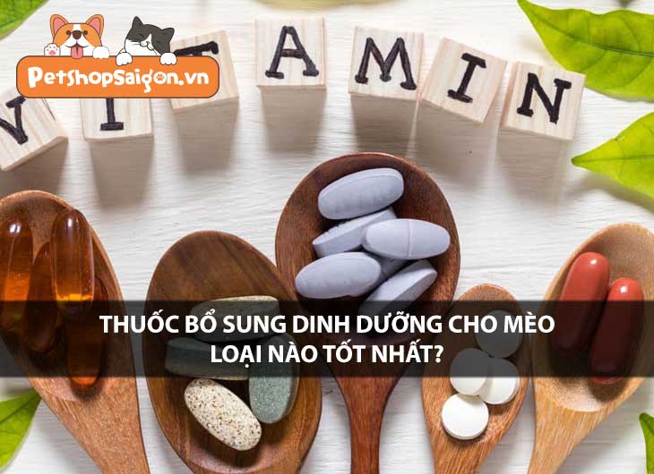 Thuốc Bổ Sung Dinh Dưỡng Cho Mèo Loại Nào Tốt Nhất?