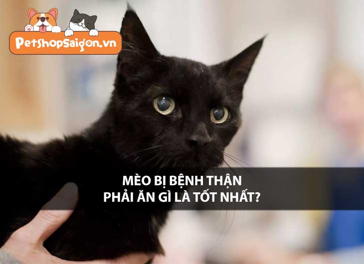 Mèo bị bệnh thận phải ăn gì là tốt nhất?